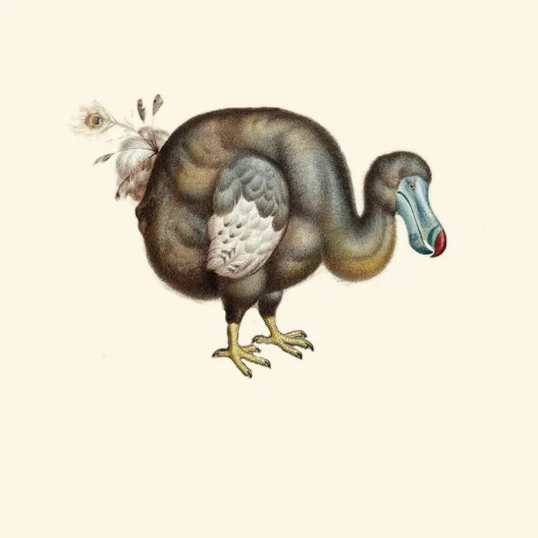 Dodo Pavone Behang Egg Shell