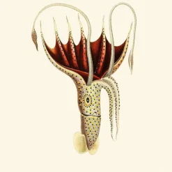 Umbrella Squid Behang Rose